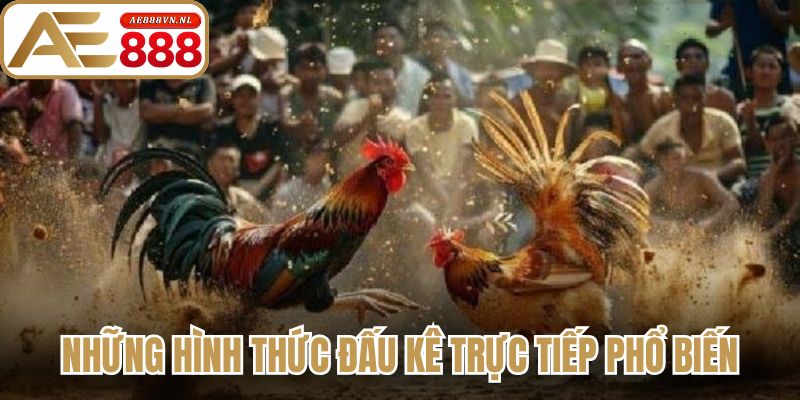Đá Gà Trực Tiếp - Bí Quyết Theo Dõi Trận Đấu Kịch Tính 2 Những hình thức đấu kê trực tiếp phổ biến
