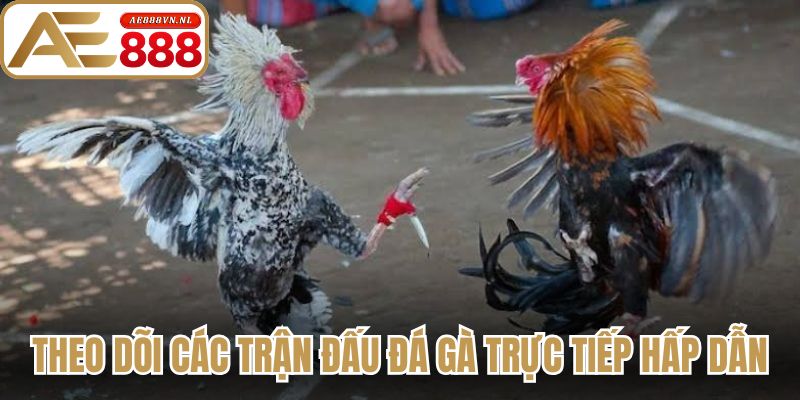 Đá Gà Trực Tiếp - Bí Quyết Theo Dõi Trận Đấu Kịch Tính 1 Theo dõi các trận đấu đá gà trực tiếp hấp dẫn