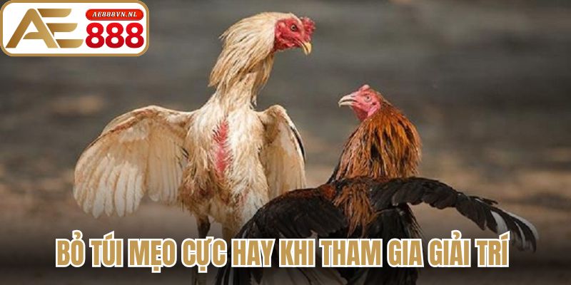 Luật Đá Gà Chi Tiết Từ Ae888 Và Những Quy Định Cần Biết 3 Bỏ túi mẹo cực hay khi tham gia giải trí