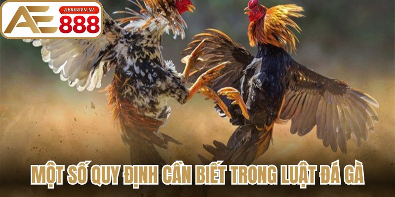 Luật Đá Gà Chi Tiết Từ Ae888 Và Những Quy Định Cần Biết 2 Một số những quy định cần biết trong luật đá gà